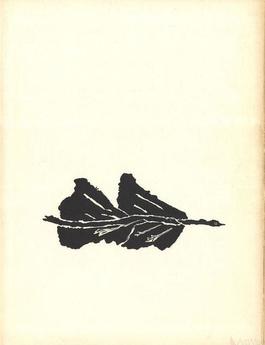 Oiseaux Noir