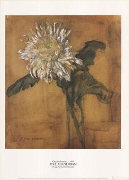 Chrysanthemum
