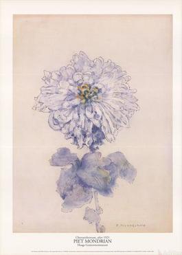 Chrysanthemum