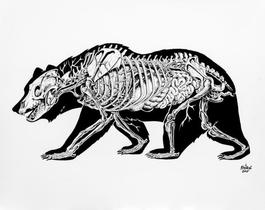 Anatomy of a Bear