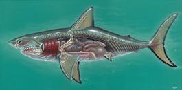 Translucent Great White Shark