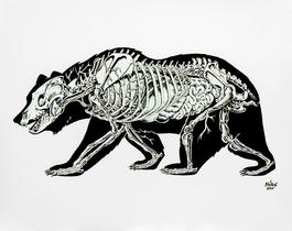 Anatomy of a Bear