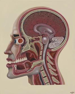Cross Section of a Head