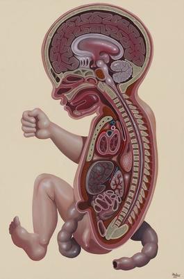 Cross Section of an Embryo
