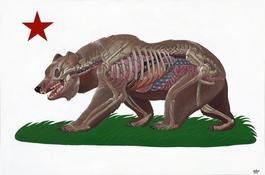 Translucent California Bear
