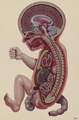 Cross Section of an Embryo