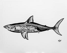 Anatomy of a Shark