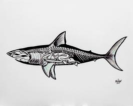 Anatomy of a Shark