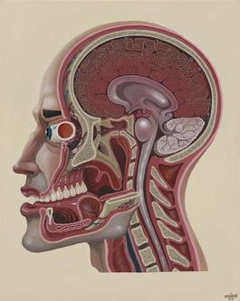 Cross Section of a Head
