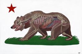 Translucent California Bear