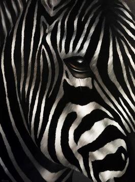 Zebra Le Poete