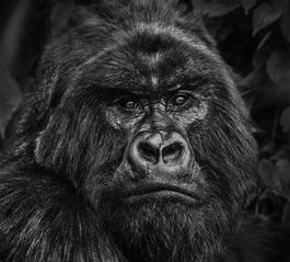 Kong