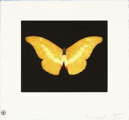 Yellow Butterfly