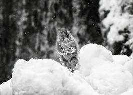 Shackleton