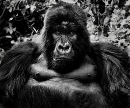 King Kong