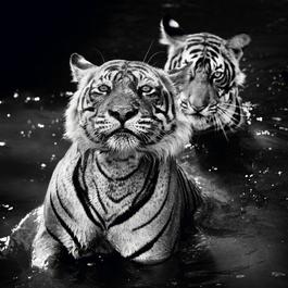 Jungle Book Stories