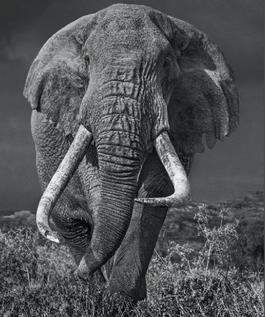 Bunga Bunga