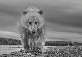 Ted