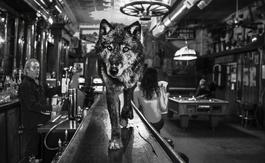 The Wolf Of Main St II