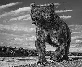 Fisher King