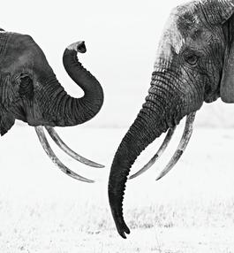Ivory Exchange