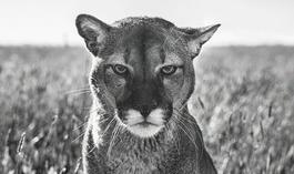 Smokey The Mountain Lion