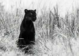 Bagheera