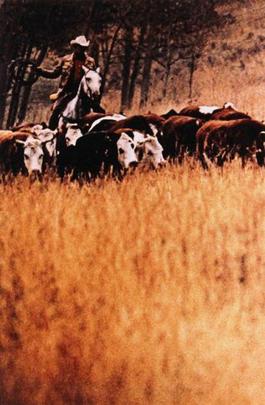 Untitled (Cowboy)