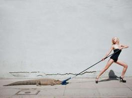 Birkin Tug Of War