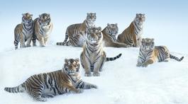 The Siberians