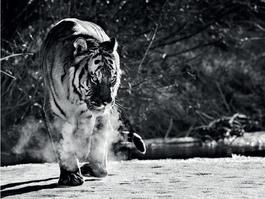 Eye Of The Tiger