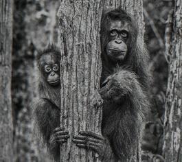 Family Tree