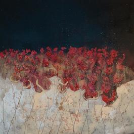 Papaveri di notte