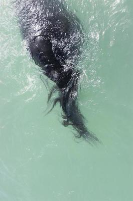 #40 Untitled (Swimming) from HORSE 2007-2014
