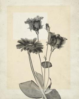 flower.s.22