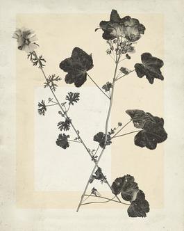 flower.s.15