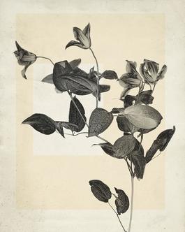 flower.s.02