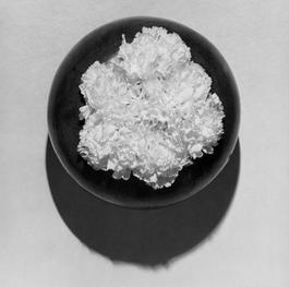 Carnations