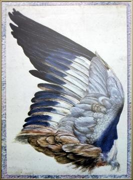 Study Durer
