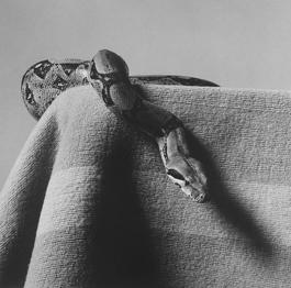 Skippy (Boa Constrictor)