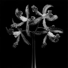 Orchids