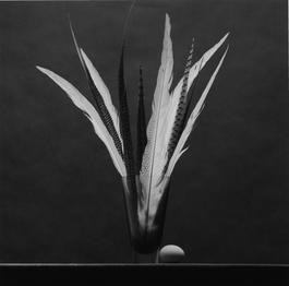 Feathers and Egg