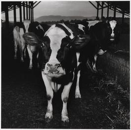 Cow