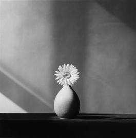 African Daisy