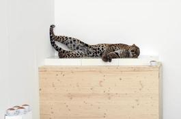 Untitled (leopard)