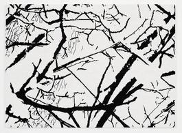 SNOW FOREST 008B