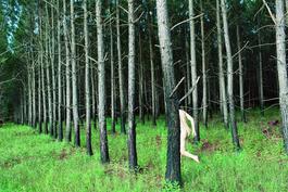 Tree(Procession)