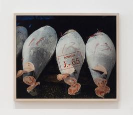 Exquisite pain, J-65 (Tunas)