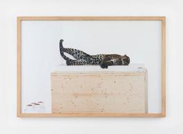 Untitled (leopard)