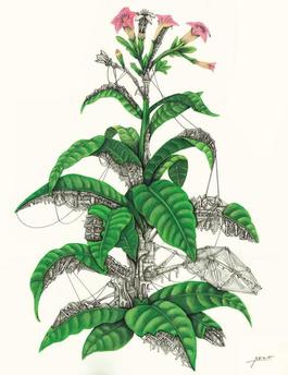 Tobacco Mechaflora